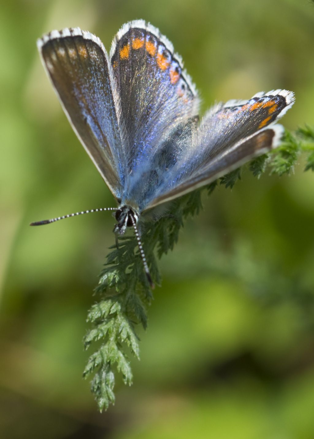 Polyommatus bellargus f. ceronus